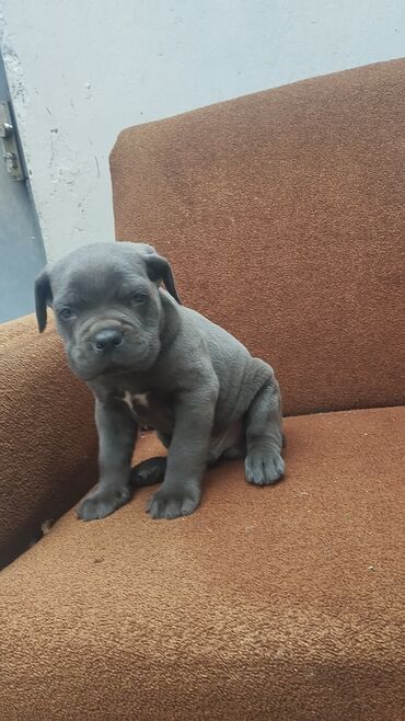 İtlər: Kane-Korso — 2