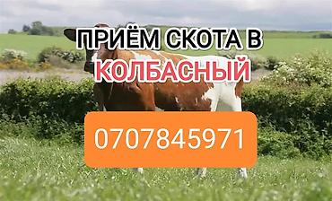 С/х животные и товары: Колбасный цех : Коровы, быки, Лошади, кони, | Круглосуточно, Любое состояние, Забитый — 1