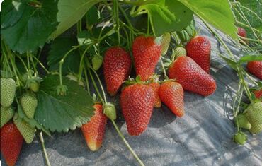 Фрукты и ягоды: Семена и саженцы Клубники, Платная доставка