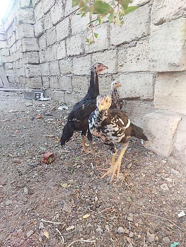 cücə satışı: Сhicks, Для разведения — 4
