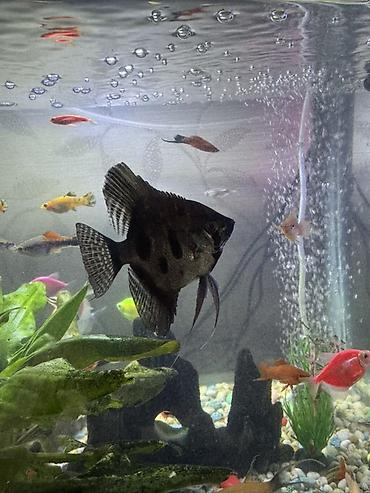 Балыктар: Срочно продаю пару Скалярии (Pterophyllum) — декоративные аквариумные — 2