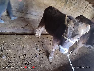 Коровы, быки: Продаю | Тёлка | Швицкая | Привязанные — 4