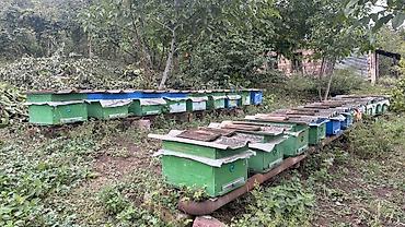 bal arisi satisi: 🐝 Arı ailələri satılır! 29 ədəd arı yeşiyi bir yerdə satılır — 2