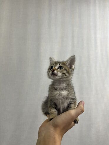 как заказать кошку: Котенок 1 месяц девочкаочень ласковая и тактильная, игривая