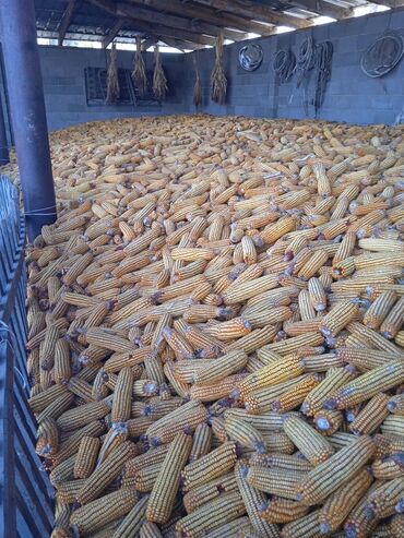 початка: Кукуруза в початках 15 тонн