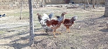 Toyuqlar: Toyuq, Damazlıq — 9