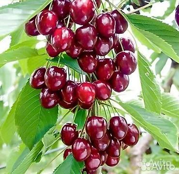 Другие фруктовые и ягодные растения: Кочот сатылат Кызыл кыянын питомнигинде остурулгон 🍑 персиктин 6сорту at lalafo.kg — 6 Другие фруктовые и ягодные растения: Кочот сатылат Кызыл кыянын питомнигинде остурулгон 🍑 персиктин 6сорту — 6