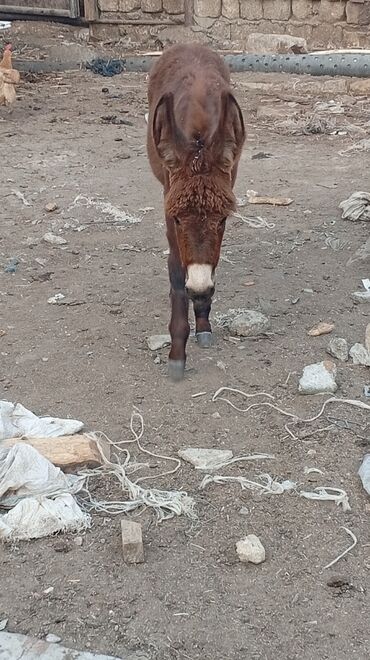 Gəmiricilər: Satılır istəyən yazsın təcili 200 manata 500 qram süd verir balası