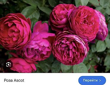 Роза: Саженцы — 32