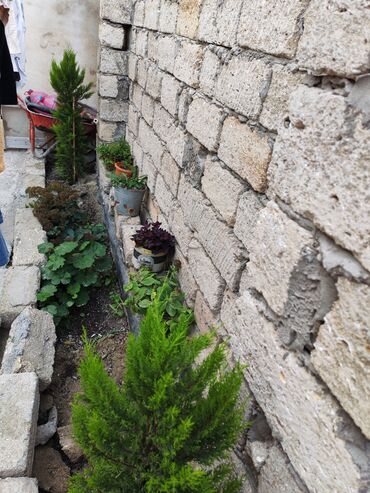 Həyət evləri və villaların satışı: Satılır: həyət evi 7daş kursulu padvali var 1ton su ceni su matoru -da lalafo.az — 3 Həyət evləri və villaların satışı: Satılır: həyət evi 7daş kursulu padvali var 1ton su ceni su matoru — 3