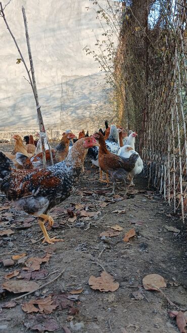 Toyuqlar: Toyuqlar və xoruzlar satılır. Şəkillərdə iri və orta çəkili toyuq və — 11