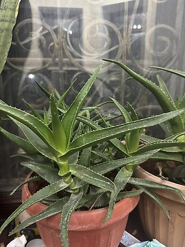 Алоэ: Алоэ вера и сансевиерия (щучий хвост) в горшках - Алоэ вера: кусты и — 10