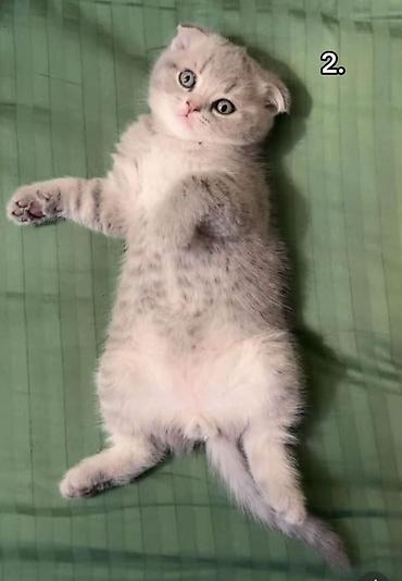 Pişiklər: Şotland yastı qulaq, Dişi, Erkək, Yaxşı əllərə, Ödənişli çatdırılma, Rayonlara çatdırılma, Pulsuz çatdırılma — 5