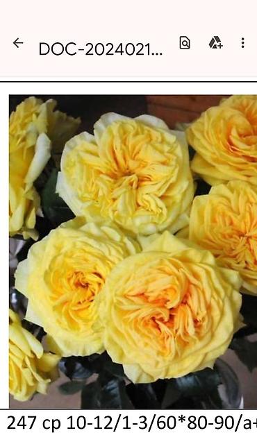 Садовые цветы и кустарники: Корни роз - Крупноцветковая чайно-гибридная роза с — 47