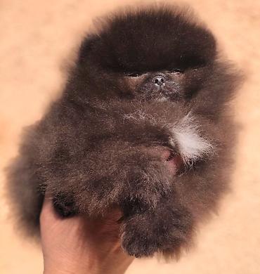 lepi psi: Pomeranski špic,Pomeranac,Pomeranian,Boo štenci Ako ste odgovorna — 5