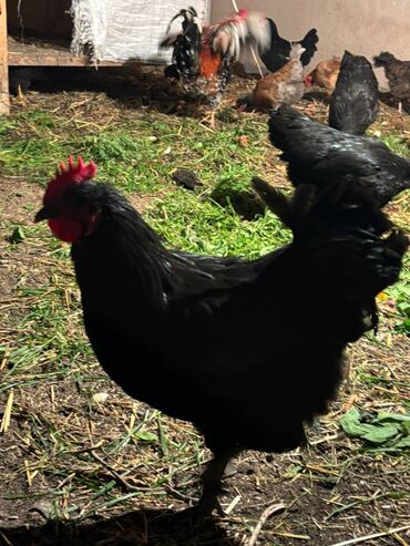 Digər quşlar: Avstralorp xoruzları 40 azn. Kend xoruzları 20 azn 6 aylig Satılır ya — 3
