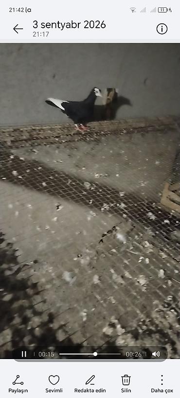 goyercin bazari: Ağ baş ağ qanat erkey baladi unvan gence — 2