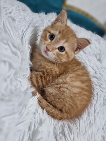 Мышыктар: Сибирские рыжие коты с глазами насыщенного оранжево-янтарного оттенка