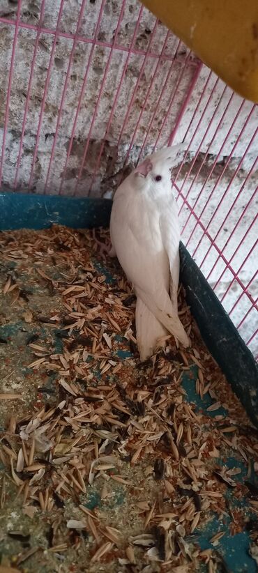 Tutuquşları: Salam ilk ozce yazini hamisini oxuyun sonra elaqe saxliyin hardasa bir — 6