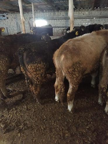 Коровы, быки: Продаю | Бык (самец) | Полукровка | На откорм — 2
