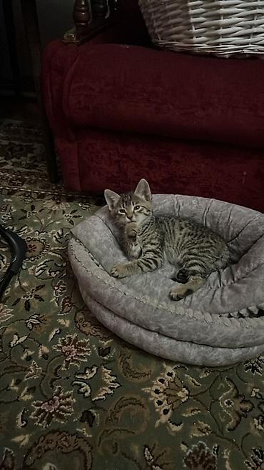 2 месяца, Мальчик, Приучена к лотку