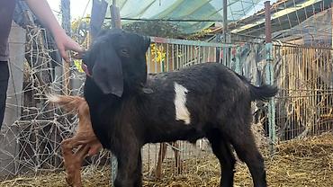 зааненский коза: Продаю | Коза (самка) | Битал | Для разведения | Племенные — 8