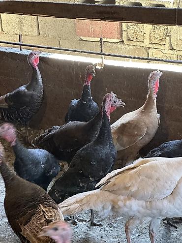 Птицы: Самки и самцы — 1