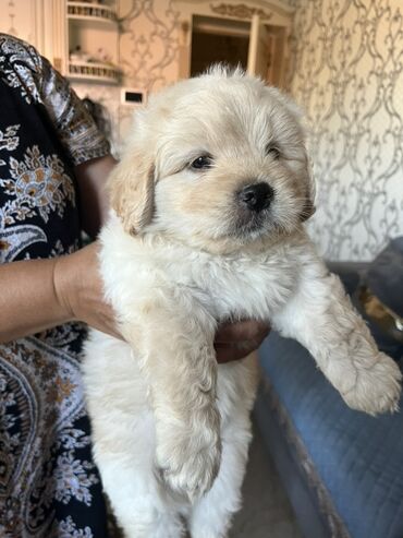 İtlər: Pekines, 2 ay, Erkek, Peyvəndli, Ünvandan götürmə