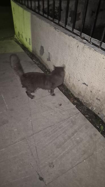 pişiklər ucuz: Boz tüklü pişik – uzun quyruqlu, orta ölçülü, yumşaq və sıx — 3