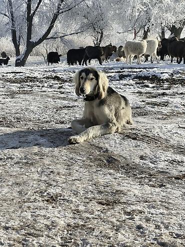 Продажа собак: Продажа Щенков ТАЙГАН для пастушьей службы и охоты. Описание: - — 2