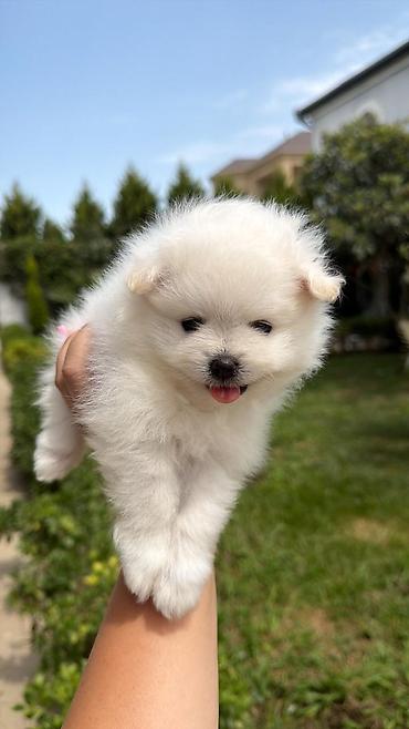 mini spitz: Şpitz, 1 ay, Dişi, Ödənişli çatdırılma — 4