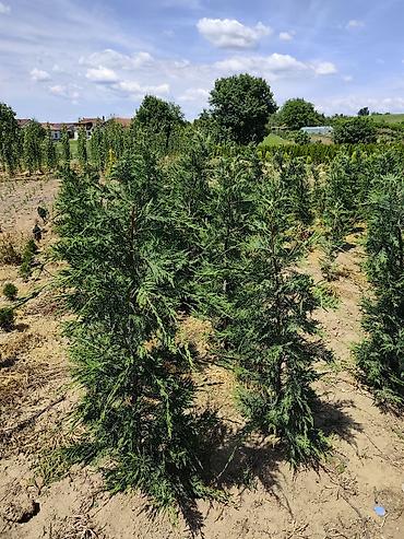 Semena i sadnice: Lovor višnja – sadnice u saksiji - Zimzelene sadnice Prunus — 10