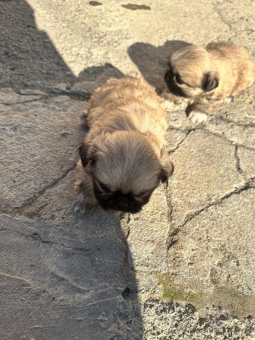 pişik satisi: Pekines, 1 ay, Erkek, Peyvəndli, Ünvandan götürmə, Ödənişli çatdırılma