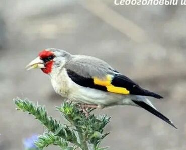 веслоухий кошка: Щегол сероголовый (карточка/иллюстрация вида) - Красочное оперение