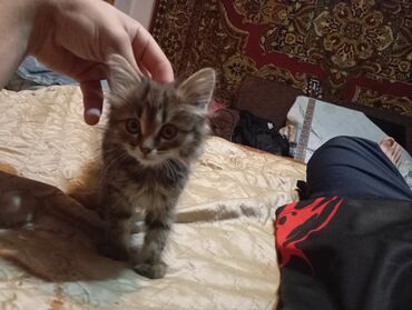Бекерге берем: Отдам котёнка в добрые руки котёнку от силы месяц кушает сам к