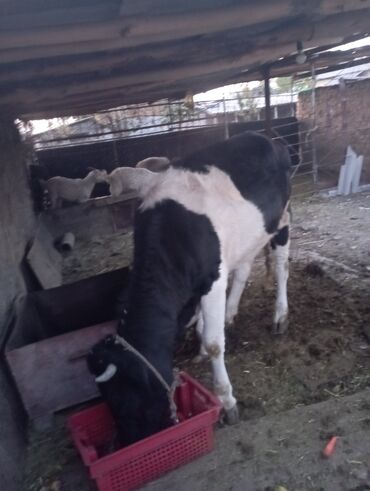 королевский док: Продаю | Бык (самец) | На откорм | Привязанные