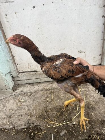 Inəklər, öküzlər: Toyuq cücələri, Damazlıq