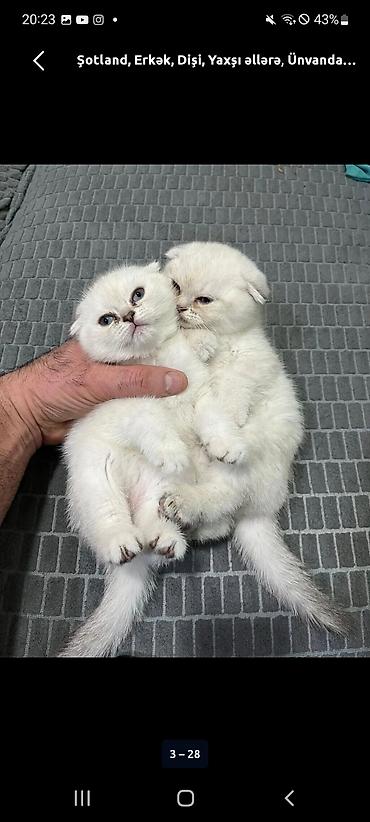 Кошки: Шотландская, В добрые руки — 2