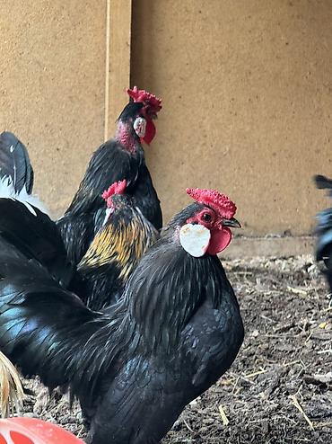 Куры, петухи: Продаю | Куры, Петух — 7