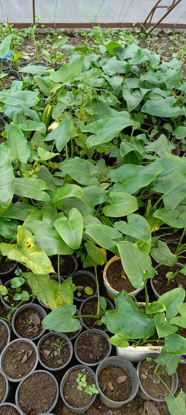 Otaq bitkiləri: Satışda dekorativ saksı bitkiləri – bağ və interyer üçün. - Euphorbia — 7