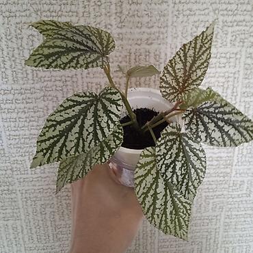 Otaq bitkiləri: Сциндапсус N-Joy — 18