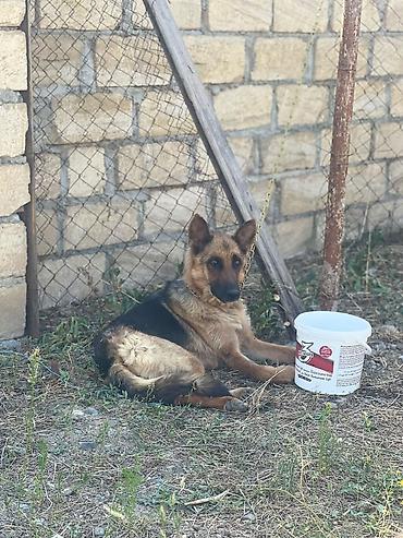 İtlər: 20m bele it yoxdu.Bogazindaki xaltanin pulun aliram.Baxa bilmirem deye — 3