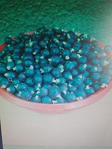 Смородина: Смородина — 11