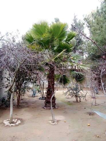 Toxumlar və çöl bitkiləri: Salam Vaşikton Palma satilir hundurluyu 3 metre
Şüvəlandadi