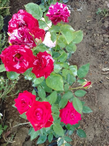 Çöl bitkiləri: Həmişə yaşıl — 16