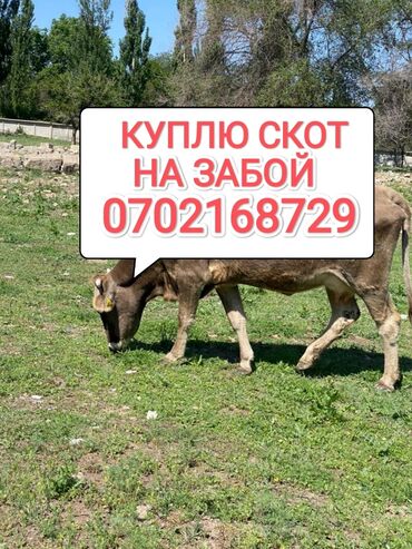 продам вислоухих котят: Куплю | Коровы, быки, Лошади, кони | Круглосуточно, Любое состояние, Забитый