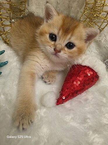 Pişiklər: 200 manatdan başdıyan qiymətlər 1000 manata kimi. Qiymət pişiyin — 13