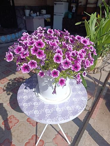 Петуния ампельная в готовых горшках - Сортовая ампельная петуния с