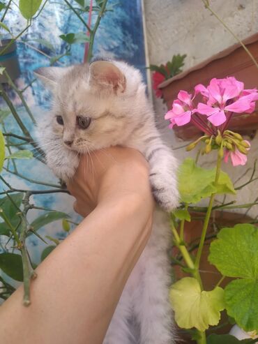 шиншилла котенок: Şinşilla, Dişi