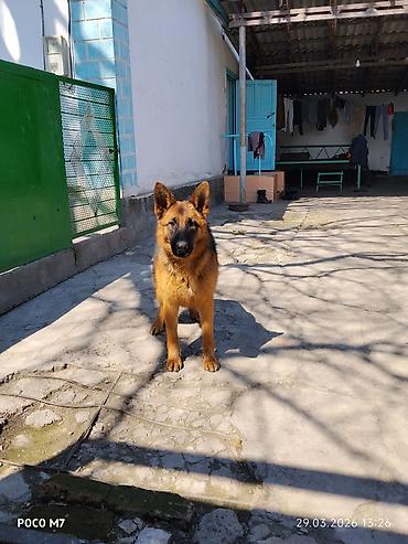 Продажа собак: Немецкая овчарка - Порода: немецкая овчарка (чёрно-рыжий окрас — 11